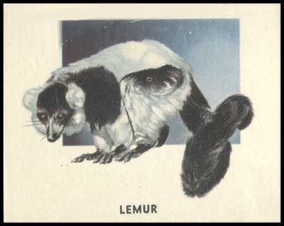 153 Lemur